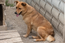 DAISY, Hund, Mischlingshund in Rumänien - Bild 4