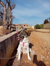 BUBBLES, Hund, Mischlingshund in Griechenland - Bild 2