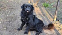 PAOLO, Hund, Mischlingshund in Hoppegarten - Bild 1