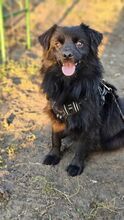 PAOLO, Hund, Mischlingshund in Hoppegarten - Bild 2