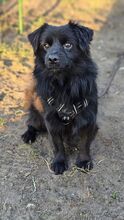 PAOLO, Hund, Mischlingshund in Hoppegarten - Bild 3