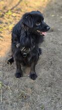 PAOLO, Hund, Mischlingshund in Hoppegarten - Bild 4