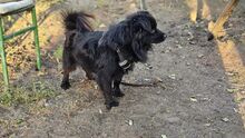 PAOLO, Hund, Mischlingshund in Hoppegarten - Bild 5