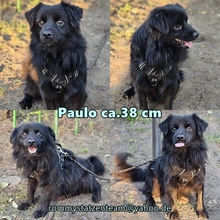 PAOLO, Hund, Mischlingshund in Hoppegarten - Bild 6