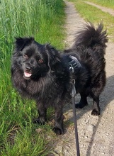 PAOLO, Hund, Spitz-Mix in Hoppegarten