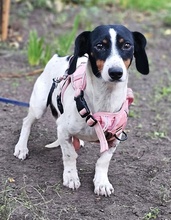 MARTI, Hund, Jack Russell Terrier-Dackel-Mix in Ungarn - Bild 1