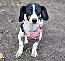 MARTI, Hund, Jack Russell Terrier-Dackel-Mix in Ungarn - Bild 2