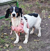 MARTI, Hund, Jack Russell Terrier-Dackel-Mix in Ungarn - Bild 3