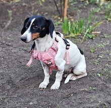 MARTI, Hund, Jack Russell Terrier-Dackel-Mix in Ungarn - Bild 4