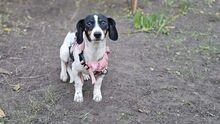 MARTI, Hund, Jack Russell Terrier-Dackel-Mix in Ungarn - Bild 5