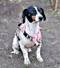 MARTI, Hund, Jack Russell Terrier-Dackel-Mix in Ungarn - Bild 6