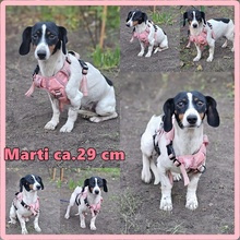 MARTI, Hund, Jack Russell Terrier-Dackel-Mix in Ungarn - Bild 7