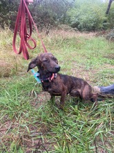 CINDY, Hund, Mischlingshund in Slowakische Republik - Bild 2