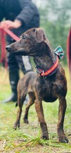 CINDY, Hund, Mischlingshund in Slowakische Republik - Bild 3