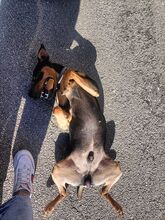 BARU, Hund, Mischlingshund in Italien - Bild 2