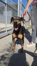 BARU, Hund, Mischlingshund in Italien - Bild 7