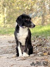 MALAKAY, Hund, Mischlingshund in Slowakische Republik - Bild 13