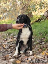 MALAKAY, Hund, Mischlingshund in Slowakische Republik - Bild 9