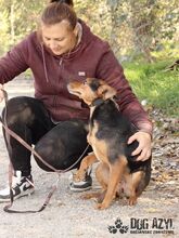 RISHI, Hund, Mischlingshund in Slowakische Republik - Bild 11