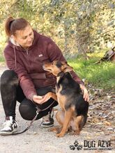 RISHI, Hund, Mischlingshund in Slowakische Republik - Bild 12