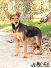 RISHI, Hund, Mischlingshund in Slowakische Republik - Bild 2