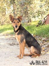 RISHI, Hund, Mischlingshund in Slowakische Republik - Bild 3