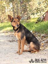 RISHI, Hund, Mischlingshund in Slowakische Republik - Bild 5