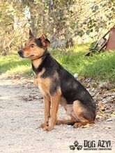 RISHI, Hund, Mischlingshund in Slowakische Republik - Bild 6