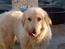 MARGOT, Hund, Maremmano-Mix in Italien - Bild 2