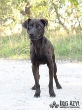 ZADAR, Hund, Mischlingshund in Slowakische Republik - Bild 10