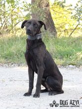 ZADAR, Hund, Mischlingshund in Slowakische Republik - Bild 11