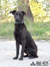 ZADAR, Hund, Mischlingshund in Slowakische Republik - Bild 12