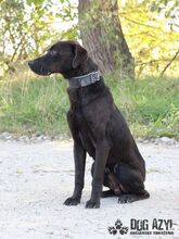 ZADAR, Hund, Mischlingshund in Slowakische Republik - Bild 14