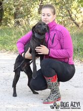 ZADAR, Hund, Mischlingshund in Slowakische Republik - Bild 15