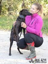 ZADAR, Hund, Mischlingshund in Slowakische Republik - Bild 16