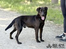 ZADAR, Hund, Mischlingshund in Slowakische Republik - Bild 17
