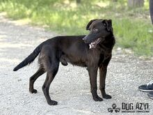 ZADAR, Hund, Mischlingshund in Slowakische Republik - Bild 18