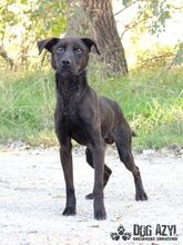 ZADAR, Hund, Mischlingshund in Slowakische Republik - Bild 2