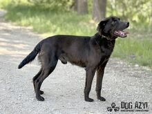 ZADAR, Hund, Mischlingshund in Slowakische Republik - Bild 21
