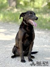 ZADAR, Hund, Mischlingshund in Slowakische Republik - Bild 22