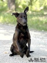 ZADAR, Hund, Mischlingshund in Slowakische Republik - Bild 23