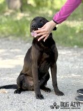 ZADAR, Hund, Mischlingshund in Slowakische Republik - Bild 24