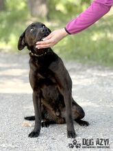 ZADAR, Hund, Mischlingshund in Slowakische Republik - Bild 25