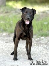 ZADAR, Hund, Mischlingshund in Slowakische Republik - Bild 26