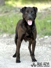 ZADAR, Hund, Mischlingshund in Slowakische Republik - Bild 27
