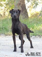 ZADAR, Hund, Mischlingshund in Slowakische Republik - Bild 3