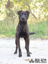 ZADAR, Hund, Mischlingshund in Slowakische Republik - Bild 6