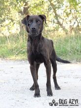 ZADAR, Hund, Mischlingshund in Slowakische Republik - Bild 9