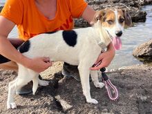 KYOTO, Hund, Jack Russell Terrier-Mix in Italien - Bild 1