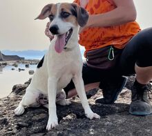 KYOTO, Hund, Jack Russell Terrier-Mix in Italien - Bild 2